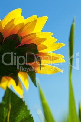 sunflowers on a background of blue sky