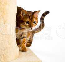 Bengal kitten creeps round corner of climbing frame