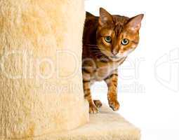 Bengal kitten creeps round corner of climbing frame