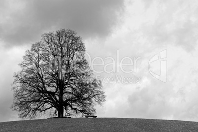 Einsamer Baum auf Hügel