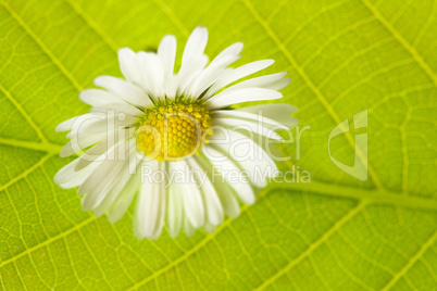 camomile against a background of green leaves