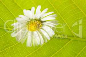 camomile against a background of green leaves