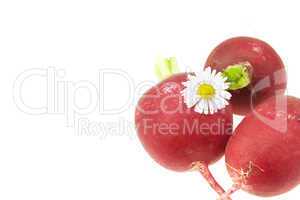 radish and a flower isolated on white