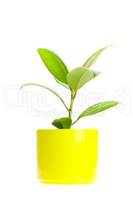 Ficus isolated on white