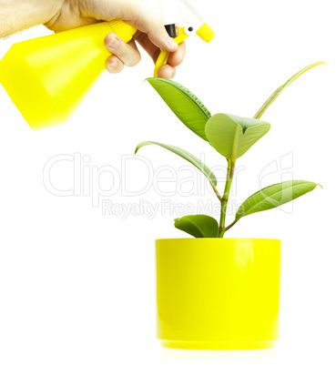 Ficus watered from a spray bottle isolated on white