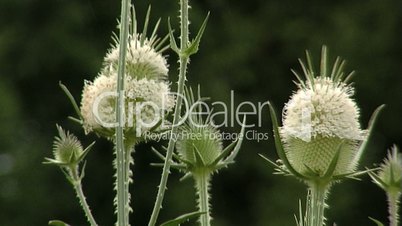 Weeds in the wind