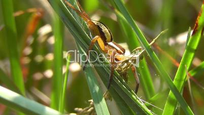 Gerandete Jagdspinne - Rimmed hunting spider