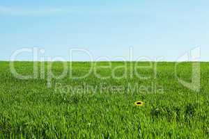 green field on the background of blue sky