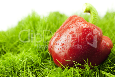 peppers with drops of water on the green grass