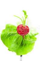 radishes and lettuce on a fork isolated on white