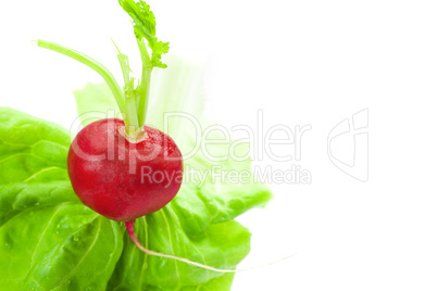 radish and lettuce isolated on white