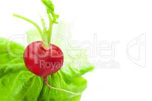 radish and lettuce isolated on white