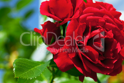 rose against the blue sky