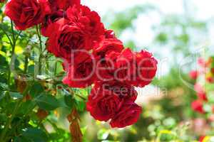 rose against the blue sky