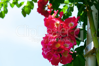 rose against the blue sky