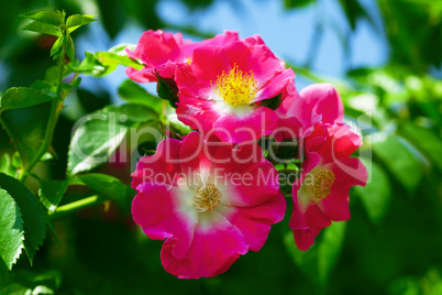 rose against the blue sky