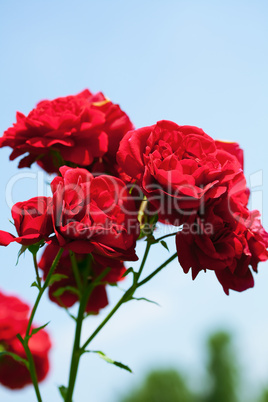 rose against the blue sky