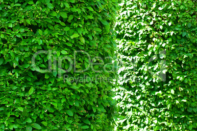 cylindrically trimmed bushes
