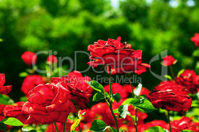 background of roses