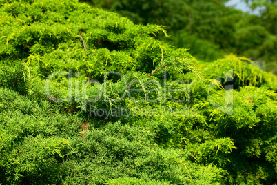 background of thuja