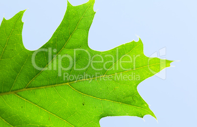 oak leaf against the blue sky