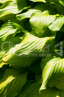 background of green leaves