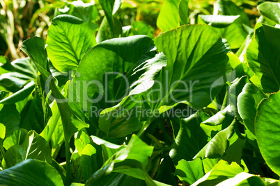 background of green leaves