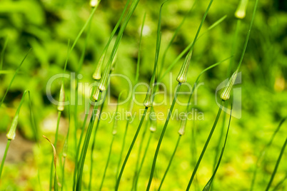 flowers in the park