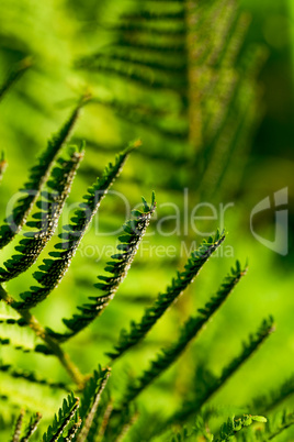 fern leaves