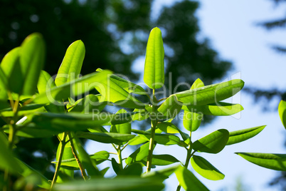 leaf against the blue sky