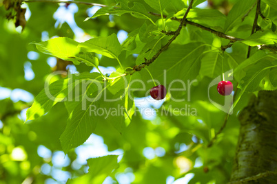 cherry on the tree