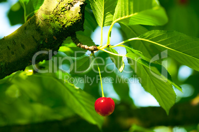 cherry on the tree