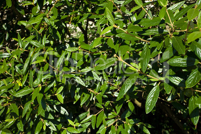 background of green leaves