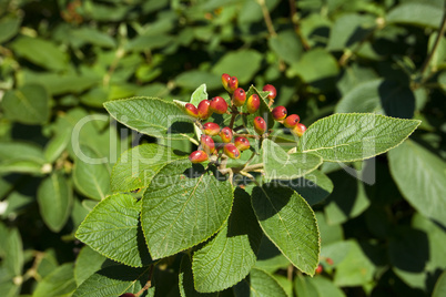 background of the berries with leaves