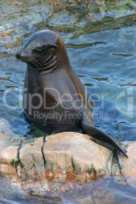 Seal