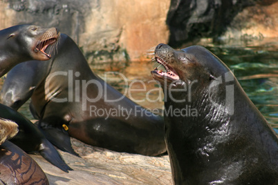 Sealions