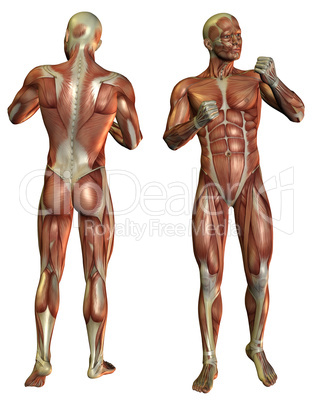 Muskelaufbau Mann im Kämpfer Pose