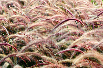 Bristle grass Herb