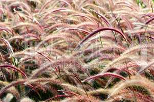 Bristle grass Herb