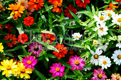 Colorful flowers