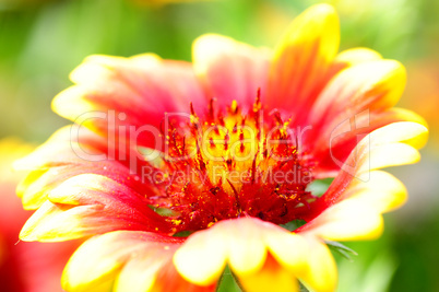 Red and orange flower macro