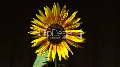 Sonnenblume vor schwarzem Hintergrund halbtotal