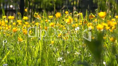 Butterblumenwiese mit Blütenblätterregen Dollyfahrt2