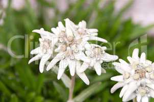 edelweiss leontopodium alpinum