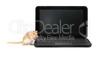 Mouse Near Laptop