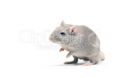 Gray Mouse