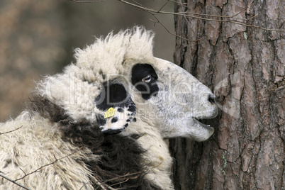 Schaf im Wald