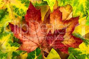 Stimmungsvolles Herbst-Arrangement