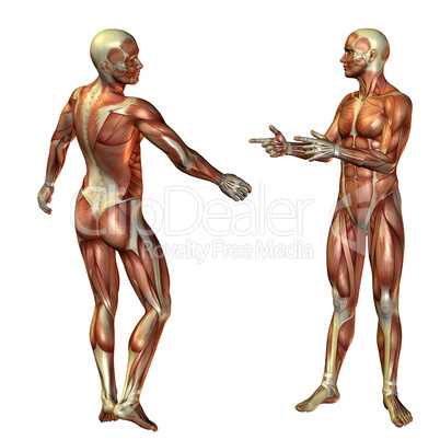 Mann stehend Muskelstruktur