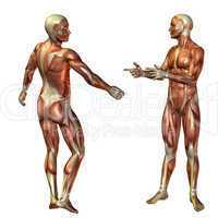 Mann stehend Muskelstruktur